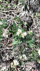 Ageratina glabrata