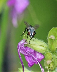 Oestroidea