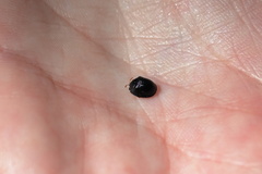 Hemisphaerota cyanea