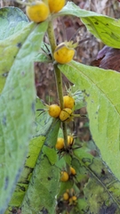 Triosteum perfoliatum