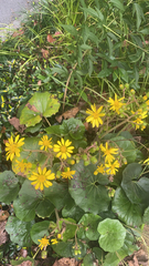 Farfugium japonicum