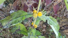 Triosteum perfoliatum