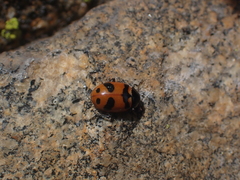 Hippodamia quinquesignata