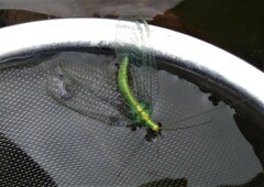 Apertochrysa edwardsi