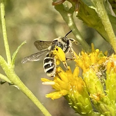 Andrena isocomae