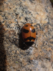 Hippodamia quinquesignata