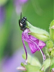 Oestroidea