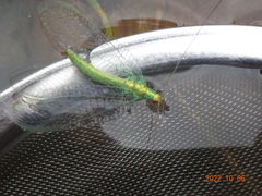 Apertochrysa edwardsi