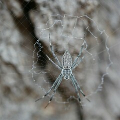 Argiope ocyaloides