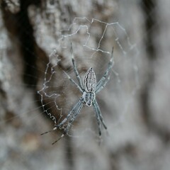 Argiope ocyaloides