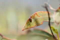 Peltoschema hamadryas