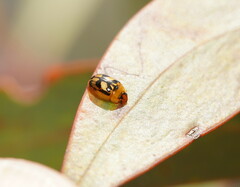 Peltoschema hamadryas