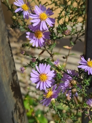 Symphyotrichum laeve