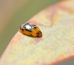 Peltoschema hamadryas