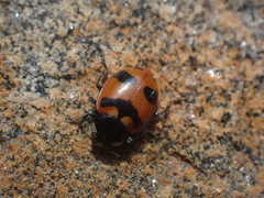 Hippodamia quinquesignata
