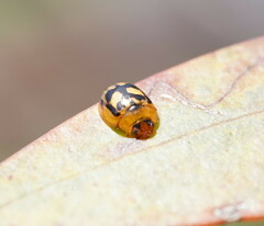 Peltoschema hamadryas