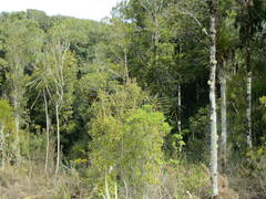 Pseudopanax crassifolius