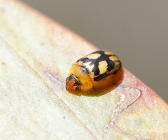 Peltoschema hamadryas