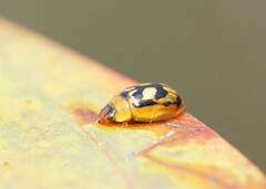 Peltoschema hamadryas