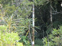 Pseudopanax crassifolius