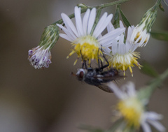 Tachinidae