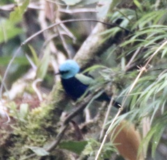 Stilpnia cyanicollis