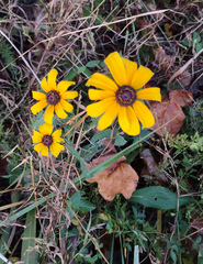 Rudbeckia fulgida