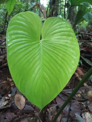 Philodendron grandipes