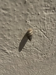 Bulimulus guadalupensis