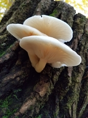 Lyophyllaceae