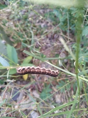 Proserpinus terlooii