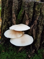 Lyophyllaceae