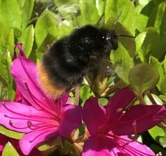 Bombus ignitus