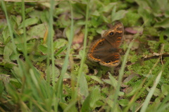 Junonia genoveva