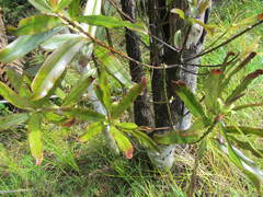 Myrsine salicina
