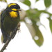 Bangsia Tanagers - Photo (c) Johnnier Arango, some rights reserved (CC BY-NC), uploaded by Johnnier Arango