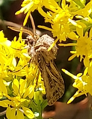 Agrotis gladiaria