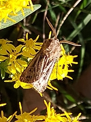 Agrotis gladiaria