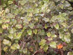 Pterophylla racemosa