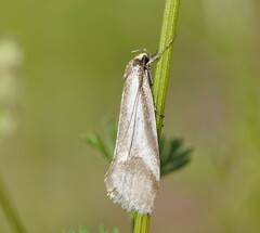 Philobota ellenella