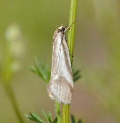 Philobota ellenella
