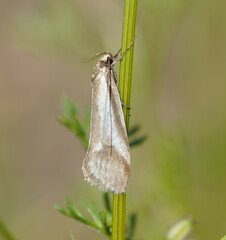Philobota ellenella