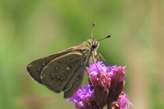 Hesperia attalus slossonae