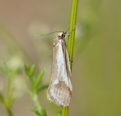 Philobota ellenella