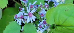 Symphyotrichum cordifolium