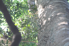 Dendrobium teretifolium