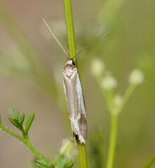 Philobota ellenella