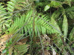 Pseudopanax crassifolius