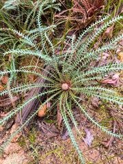 Banksia dallanneyi
