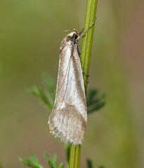 Philobota ellenella